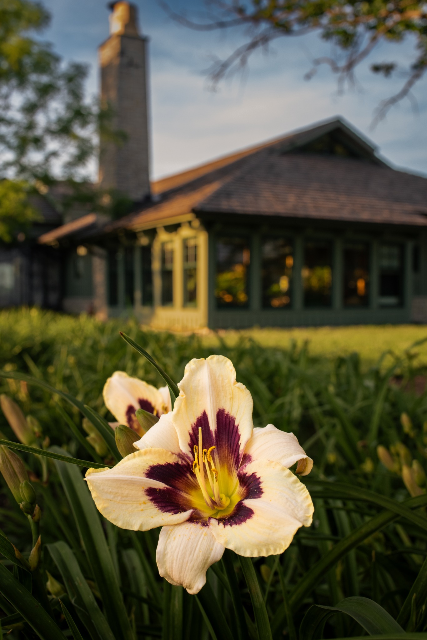 A pale daylily catches warm evening light before a softly focused historic building.