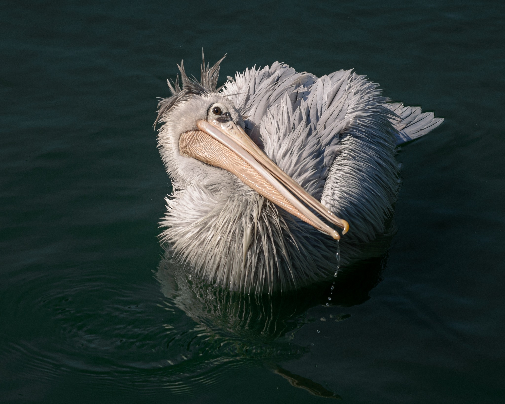 A wet pelican rests against deep green water with feathers lifted in fine detail.